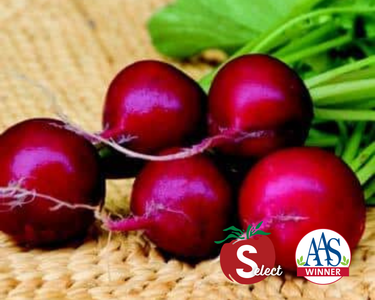 Champion Radish Seeds